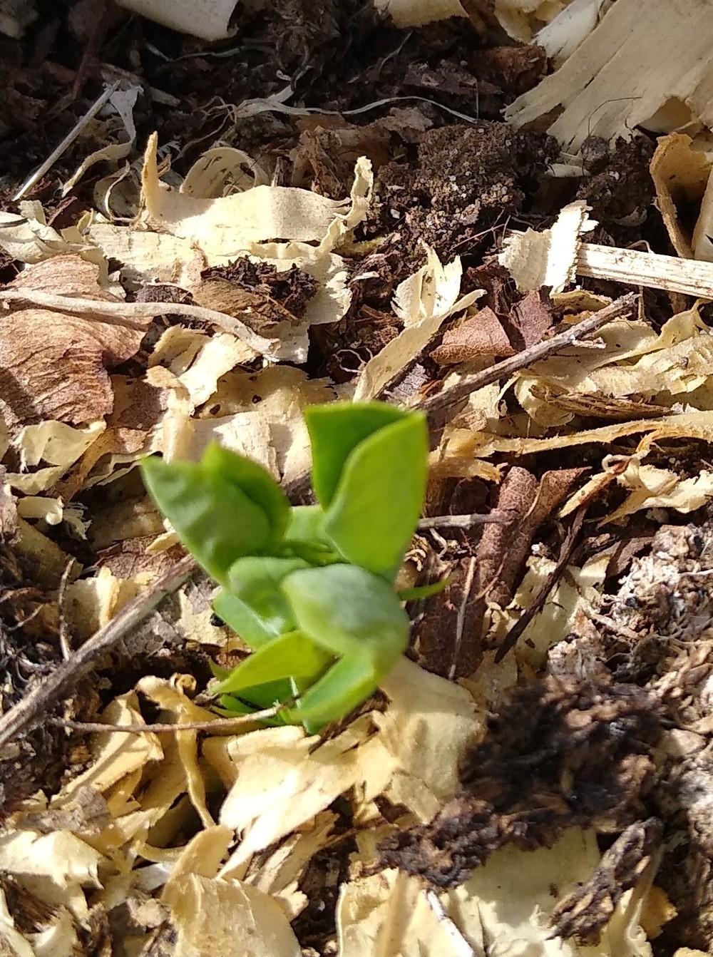 Photo of Snap Pea (Lathyrus oleraceus 'Sugar Ann') uploaded by Toni