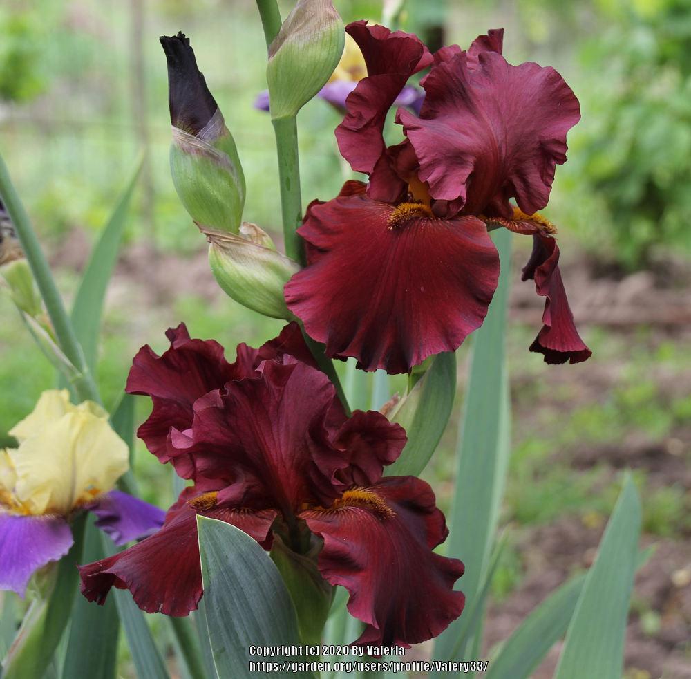 Photo of Tall Bearded Iris (Iris 'Dynamite') uploaded by Valery33
