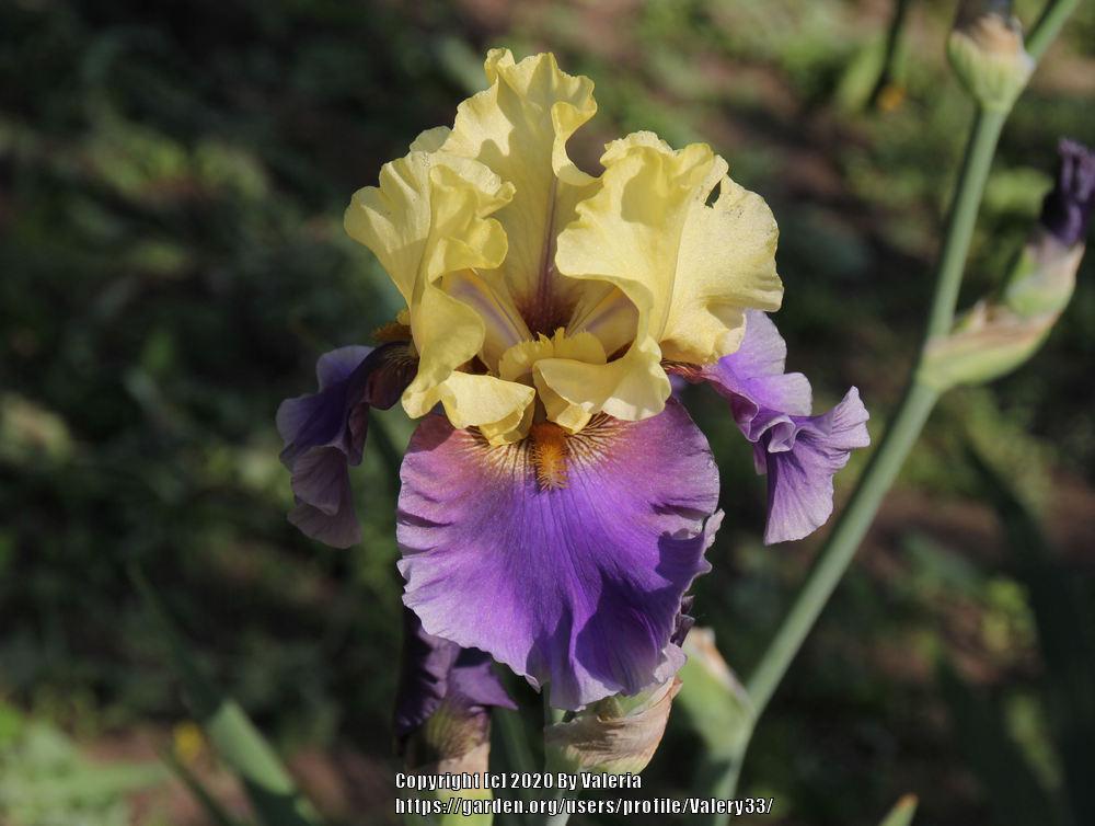 Photo of Tall Bearded Iris (Iris 'Jurassic Park') uploaded by Valery33