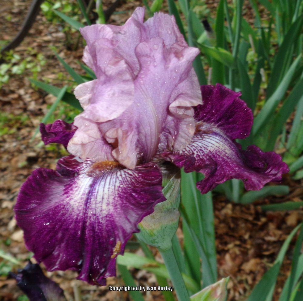 Photo of Tall Bearded Iris (Iris 'Cupid's Arrow') uploaded by Ivan_N_Tx