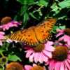 A Gulf #fritillary #butterfly (or #passion butterfly) enjoys the 