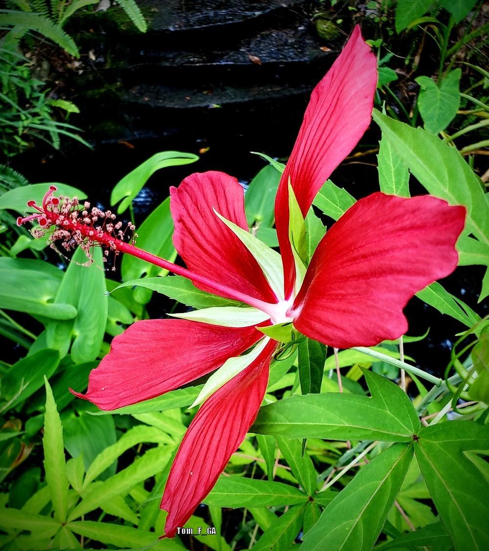 Photo of Texas Star (Hibiscus coccineus) uploaded by Tom_F_GA