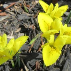 Location: Toronto, Ontario
Date: 2020-04-05
Reticulated Iris (Iris danfordiae) .