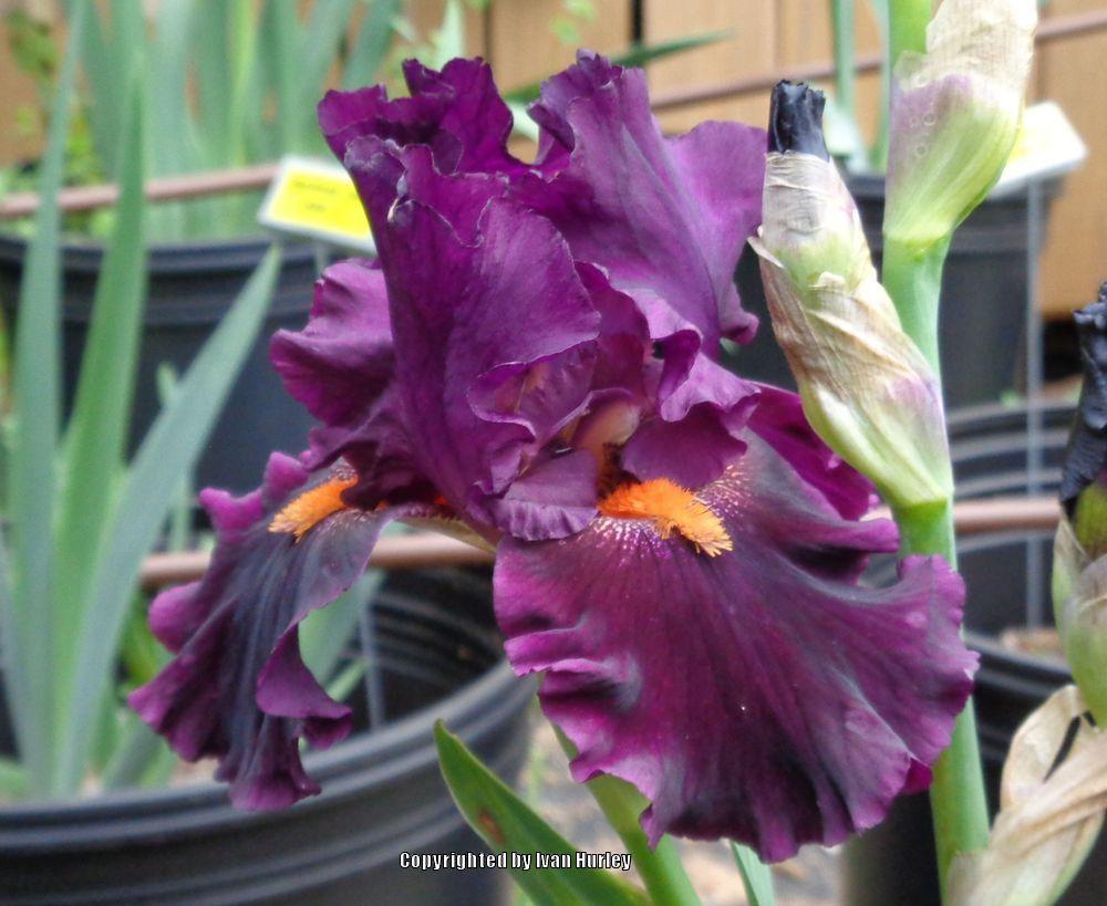 Photo of Tall Bearded Iris (Iris 'Night Moves') uploaded by Ivan_N_Tx