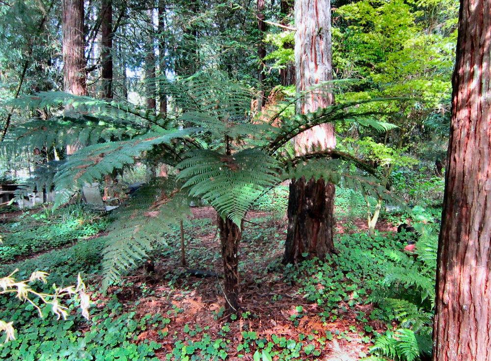 Photo of Soft Tree Fern (Dicksonia antarctica) uploaded by Strever