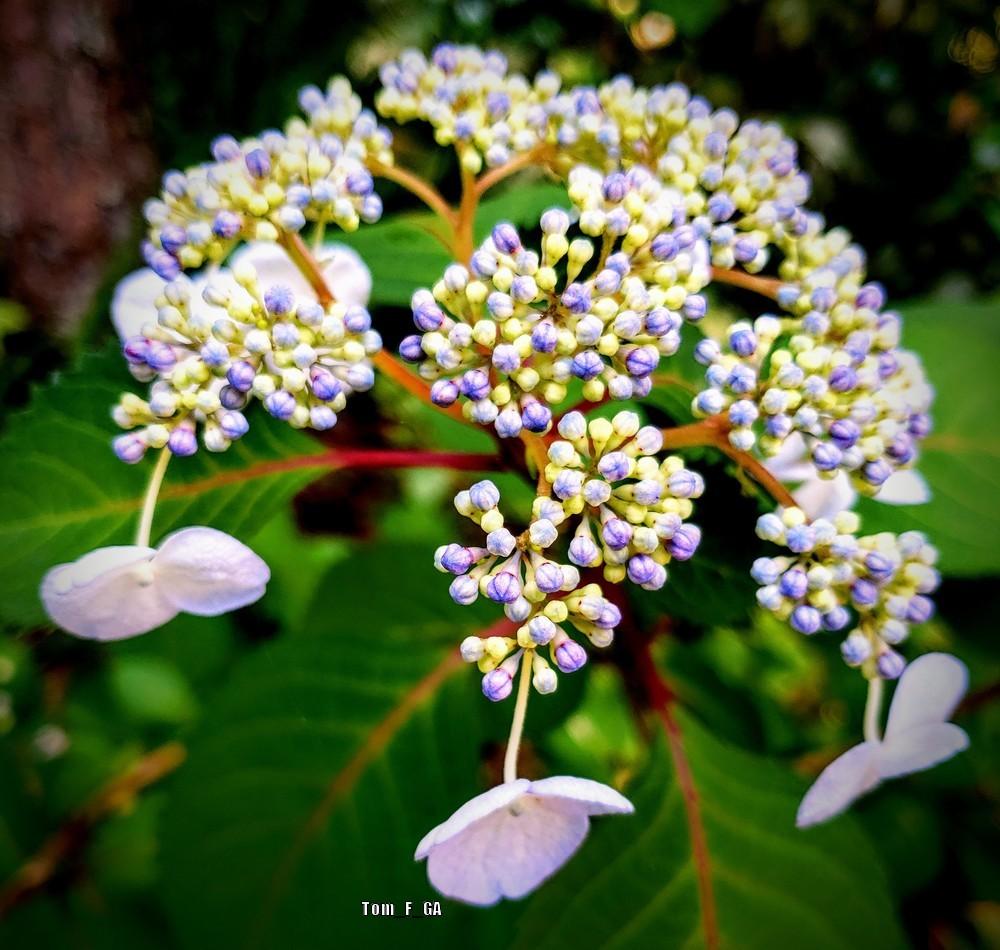 Photo of Lacecap Hydrangea (Hydrangea macrophylla Endless Summer® Twist-n-Shout®) uploaded by Tom_F_GA