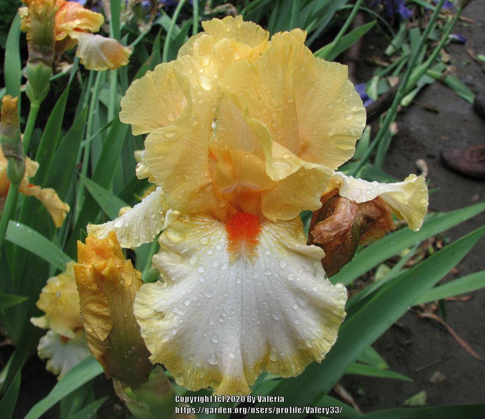 Photo of Tall Bearded Iris (Iris 'Champagne Waltz') uploaded by Valery33