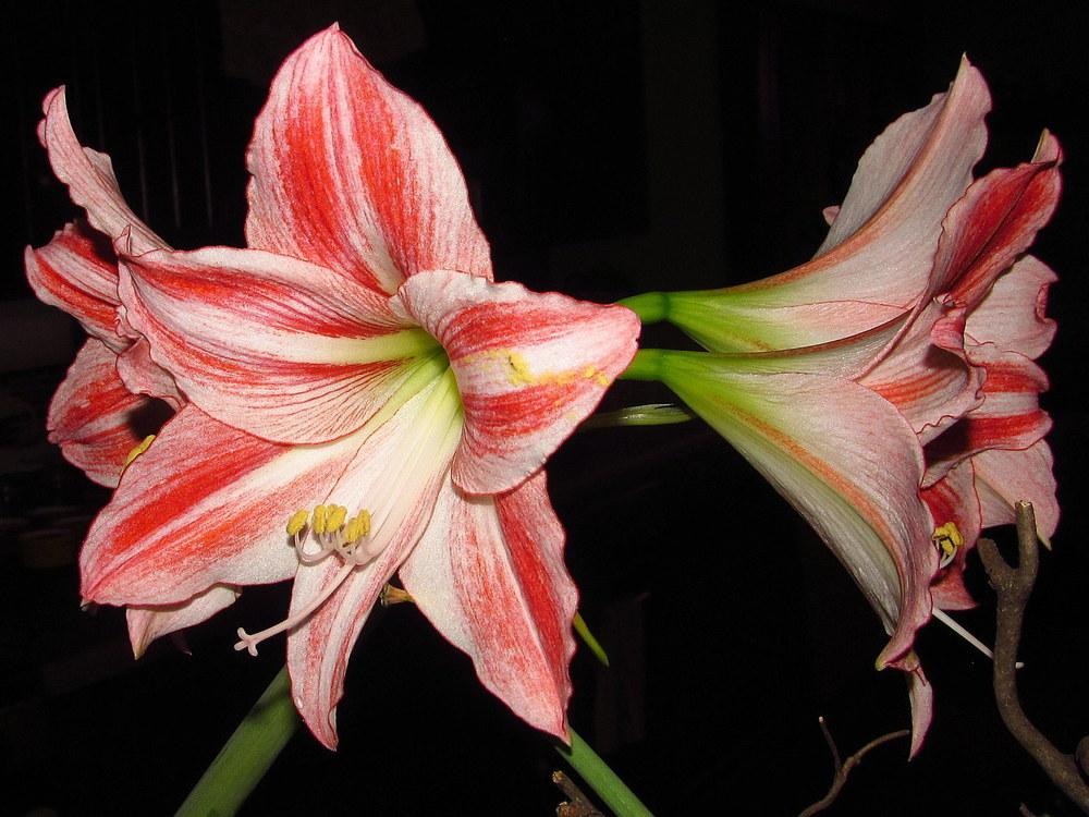 Photo of Amaryllis (Hippeastrum 'Fairy Tale') uploaded by jmorth