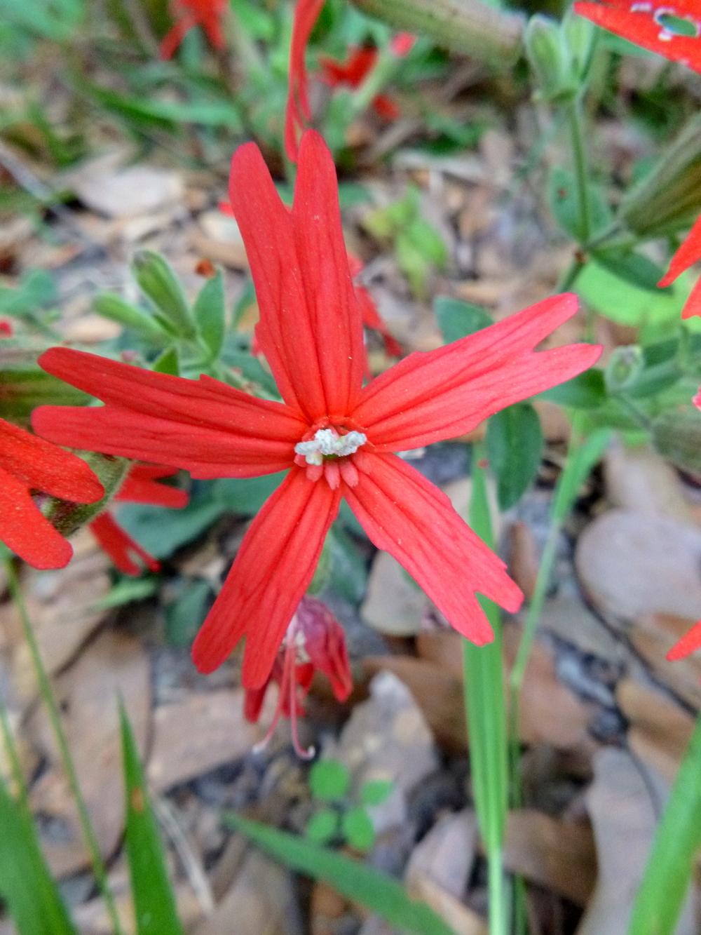 Photo of Fire Pink (Silene virginica) uploaded by scvirginia