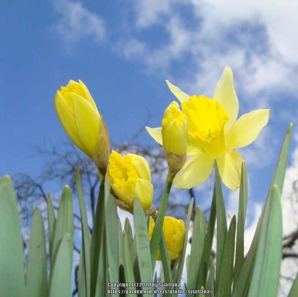Photo of Daffodils (Narcissus) uploaded by sviatlana