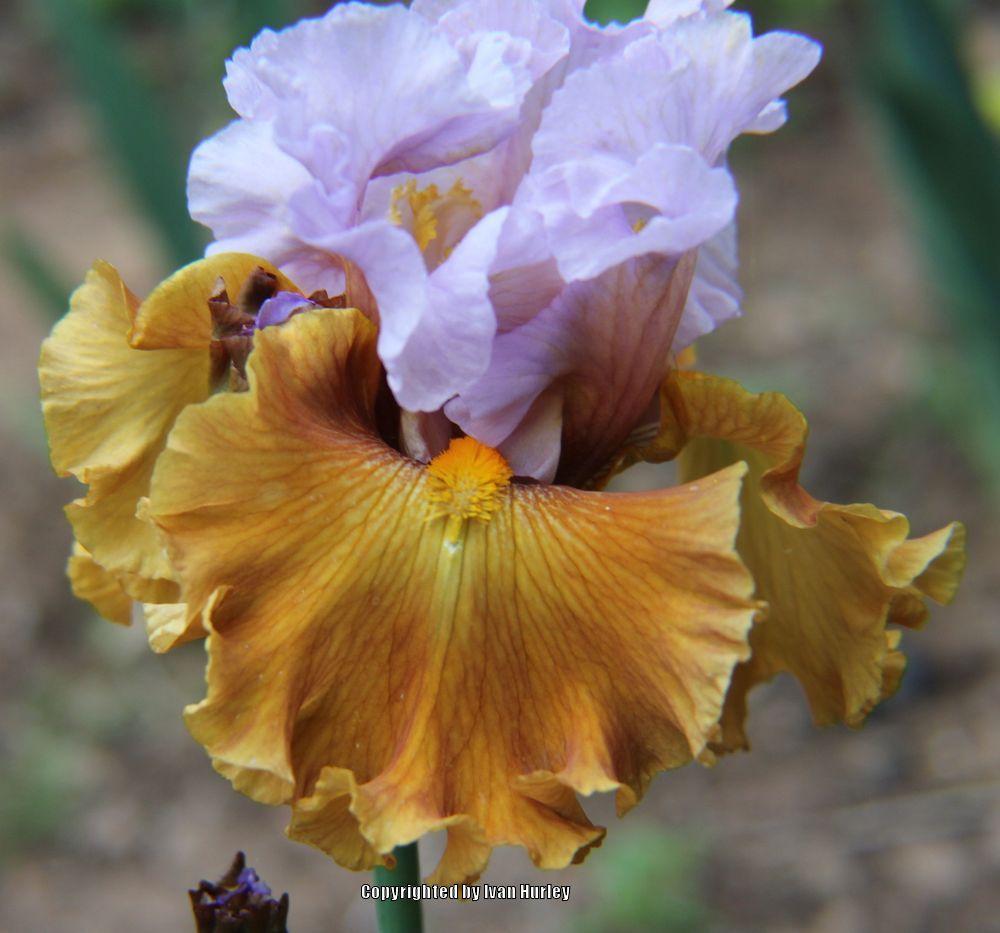 Photo of Tall Bearded Iris (Iris 'Valley of Dreams') uploaded by Ivan_N_Tx