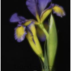 Location: My garden-Zone 9a
Date: 2020-04-07
Dress Circle Spuria Iris