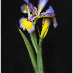 Location: My garden-Zone 9a
Date: 2020-04-07
Dress Circle Spuria Iris