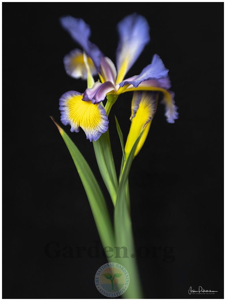 Photo of Spuria Iris (Iris 'Dress Circle') uploaded by Jacaranda