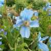 Flourishing planting of meconopsis, no identification which speci