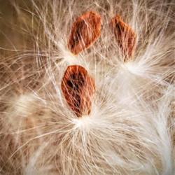 Location: Thomasville, GA USA
Date: 2019-05-18
Flat seeds of the Asclepias curassavica with thier silky hairs to