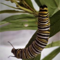 Location: Thomasville, GA USA
Date: 2019-06-12
A#Monarch Buttterfly caterpillar feasting on the leaves of the Mi