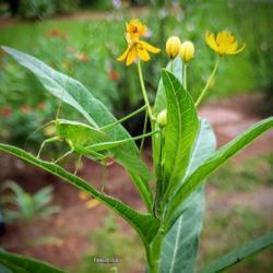 Location: Thomasville, GA USA
Date: 2019-08-31
A green common garden #katydid is camouflaged nicely on a leaf of