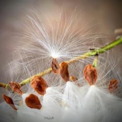 Location: Thomasville, GA USA
Date: 2019-05-17
The seedpods of Tropical Milkweed contain stacks of flat seeds th