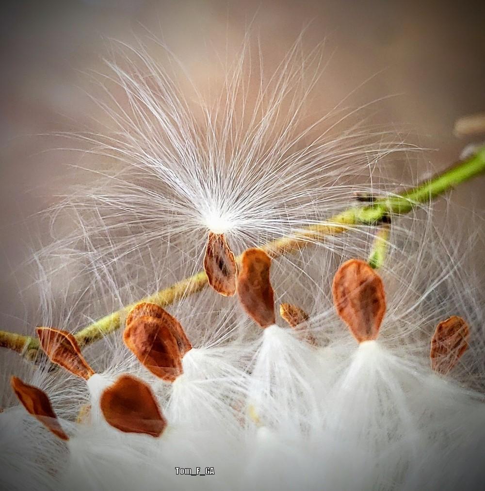 Photo of Tropical Milkweed (Asclepias curassavica) uploaded by Tom_F_GA