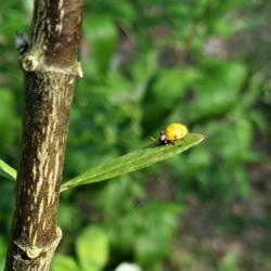 Location: Thomasville, GA USA
Date: 2019-05-14
A #Ladybug suns on the leaf of a milkweed plant