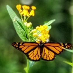 Location: Thomasville, GA USA
Date: 2019-05-15
A colorful male #Monarch Butterfly enjoying morning nectar from a