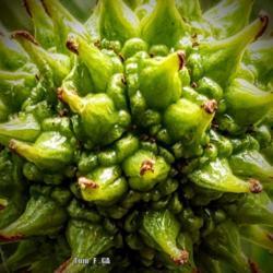 Location: Thomasville, GA USA
Date: 2019-06-01
A close-up capture of the Sweet Gum ball, the fruit of the tree t