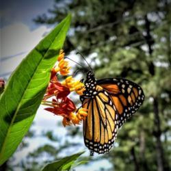 Location: Thomasville, GA USA
Date: 2019-05-11
A colorful #Monarch Butterfly enjoying morning nectar from a Milk