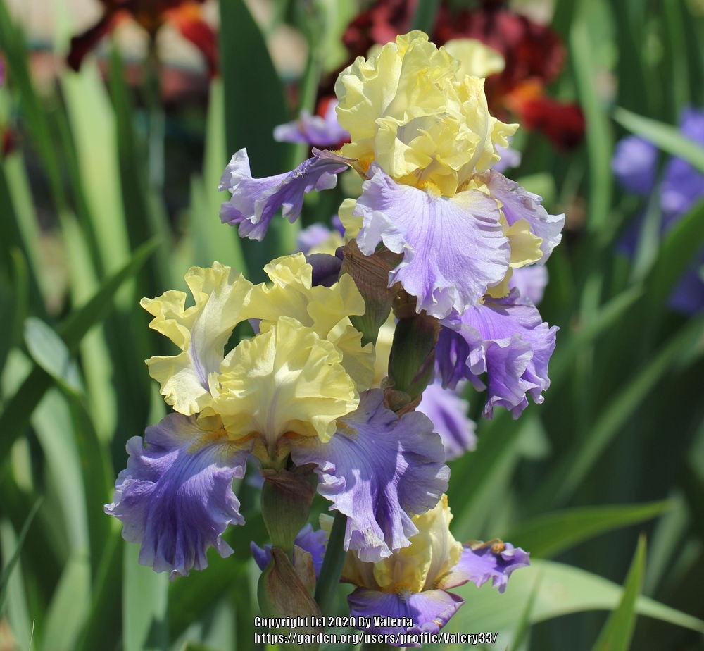 Photo of Tall Bearded Iris (Iris 'Edith Wolford') uploaded by Valery33
