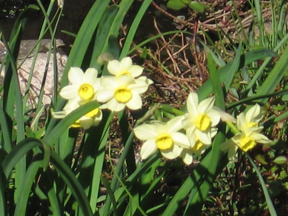 Photo of Tazetta Daffodil (Narcissus 'Minnow') uploaded by Yorkshirelass