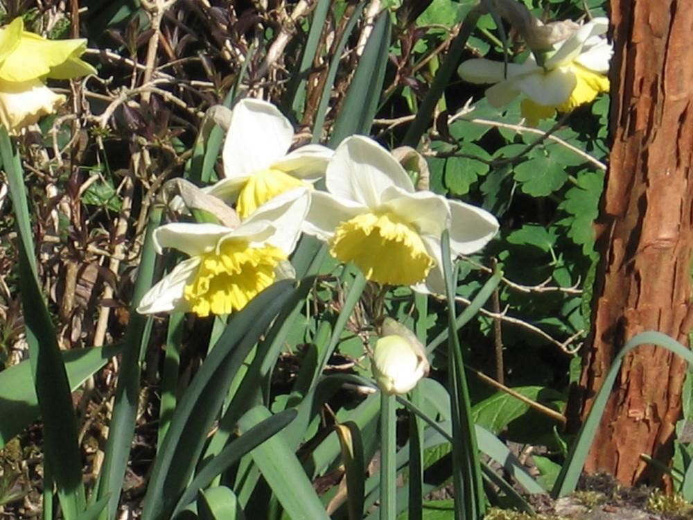 Photo of Daffodils (Narcissus) uploaded by Yorkshirelass