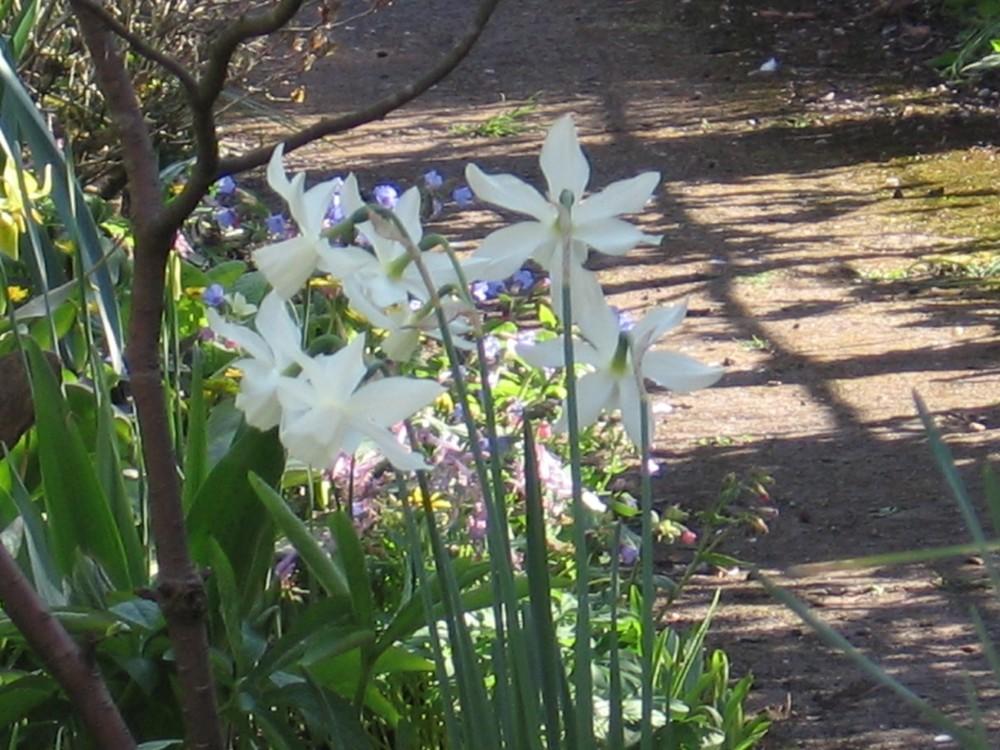 Photo of Triandrus Daffodil (Narcissus 'Thalia') uploaded by Yorkshirelass