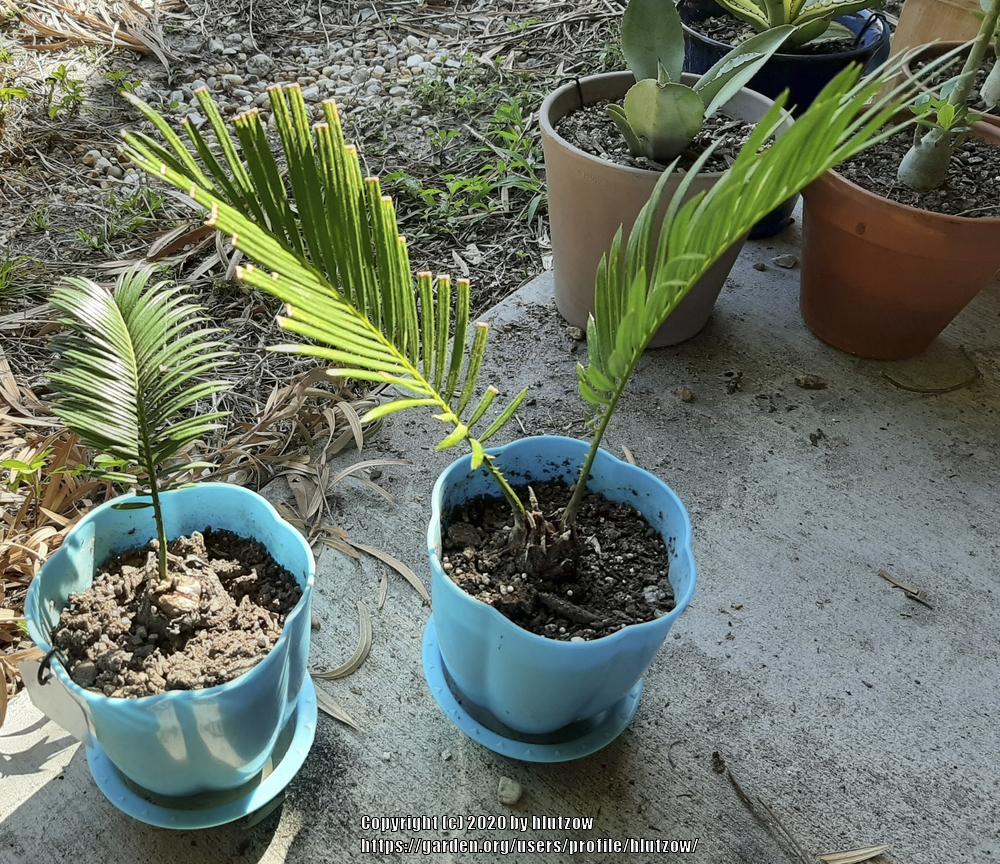 Photo of Sago Palm (Cycas revoluta) uploaded by hlutzow