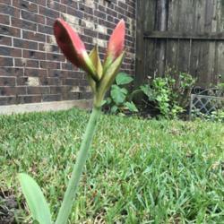 Location: my yard
Date: 2020-04-05
day before the bloom opens