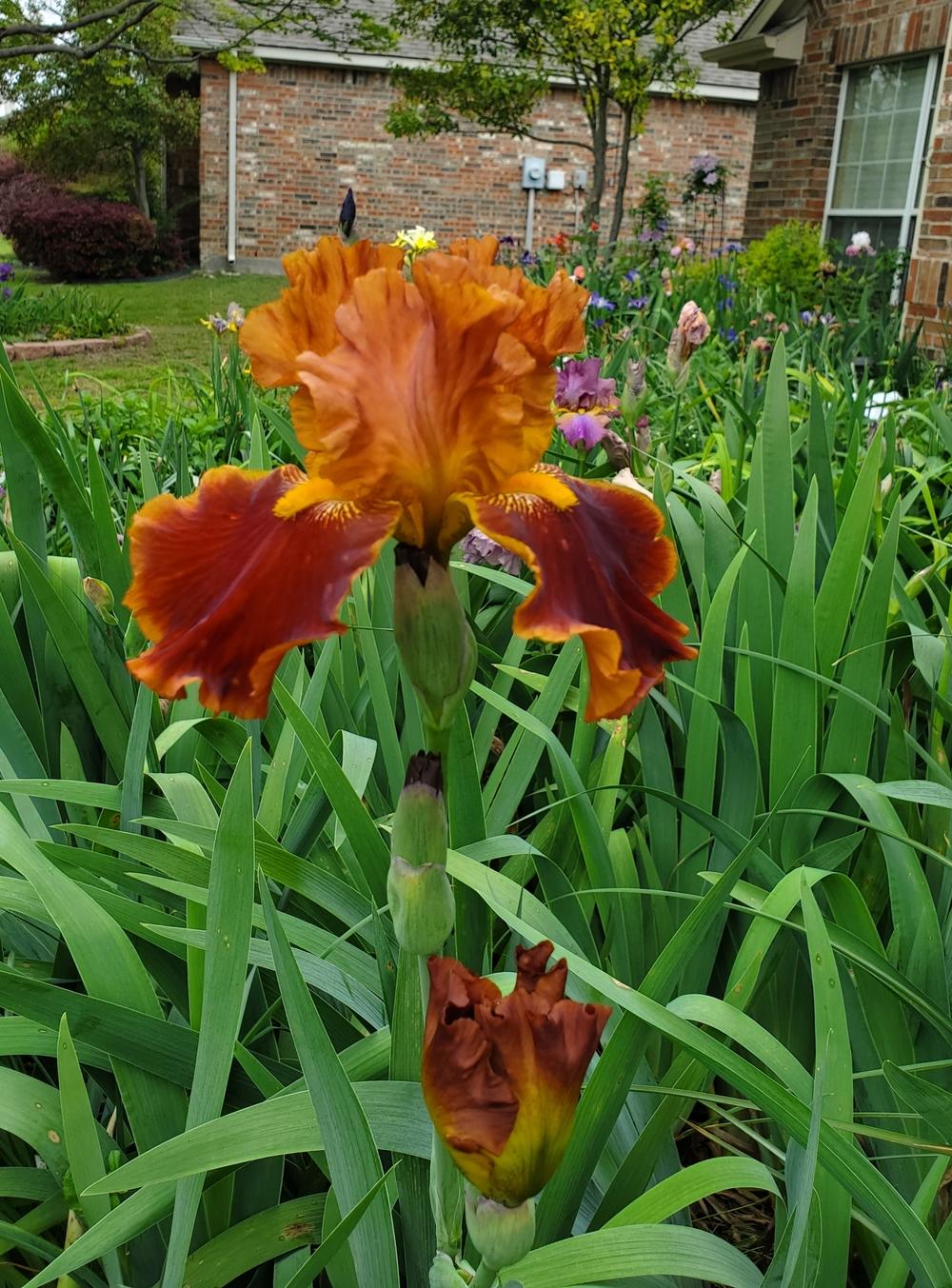 Photo of Tall Bearded Iris (Iris 'Rustler') uploaded by javaMom