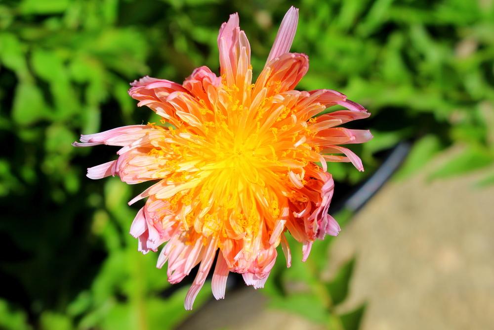 Photo of Pink Dandelion (Taraxacum pseudoroseum) uploaded by keithp2012