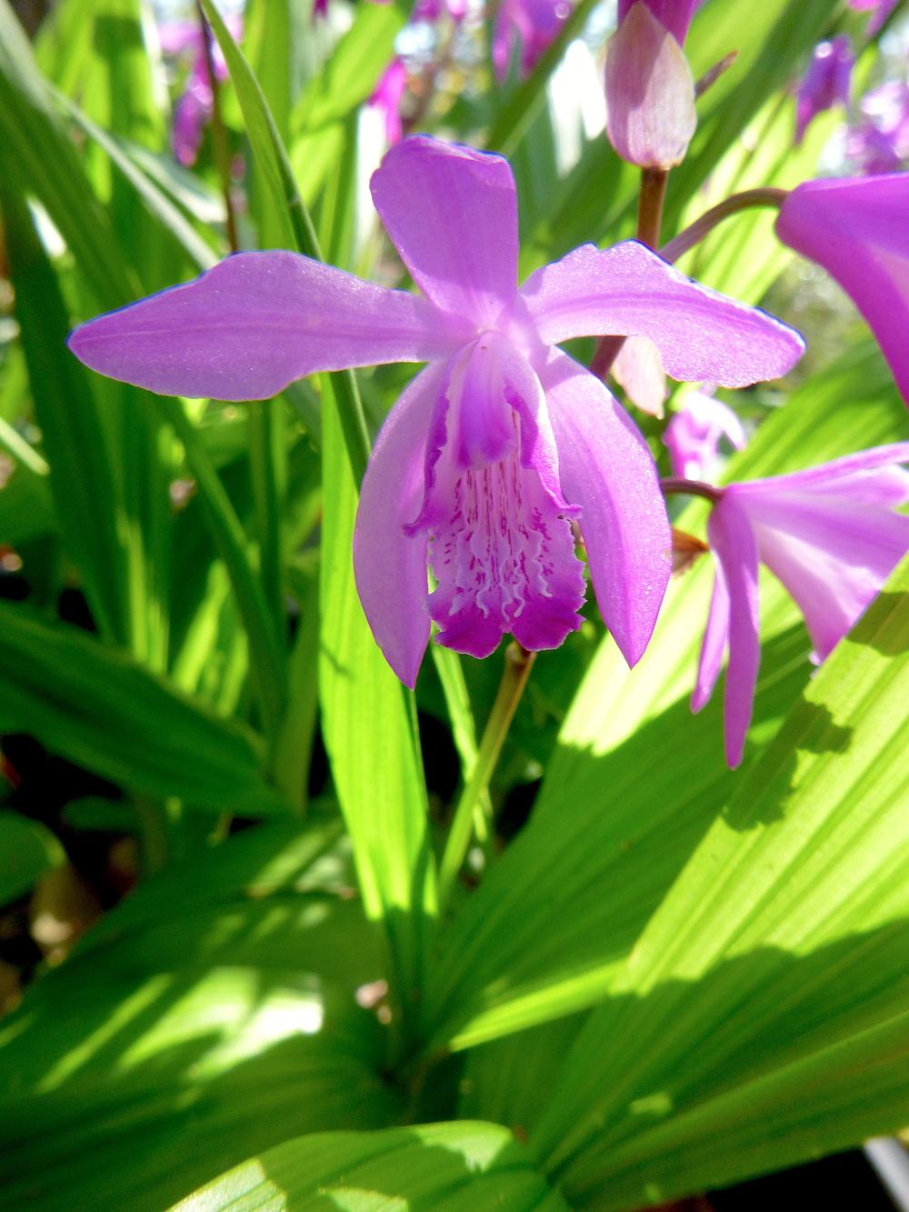 Photo of Chinese Ground Orchid (Bletilla striata) uploaded by scvirginia