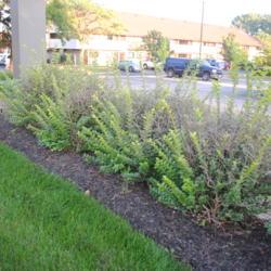 Location: Joliet, Illinois
Date: 2019-09-16
a line of shrubs at a parking lot