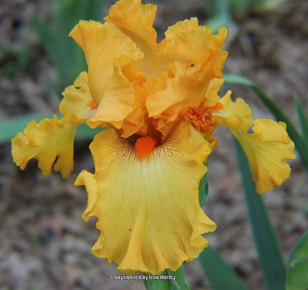 Photo of Tall Bearded Iris (Iris 'Brilliance') uploaded by Ivan_N_Tx