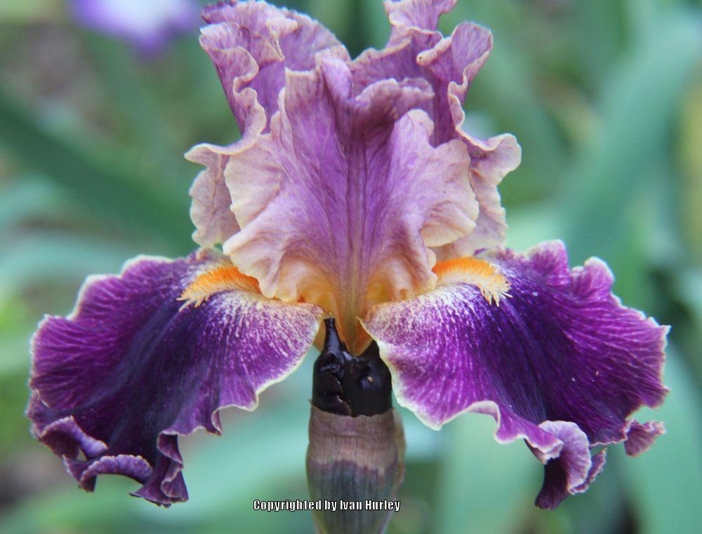 Photo of Tall Bearded Iris (Iris 'Entangled') uploaded by Ivan_N_Tx