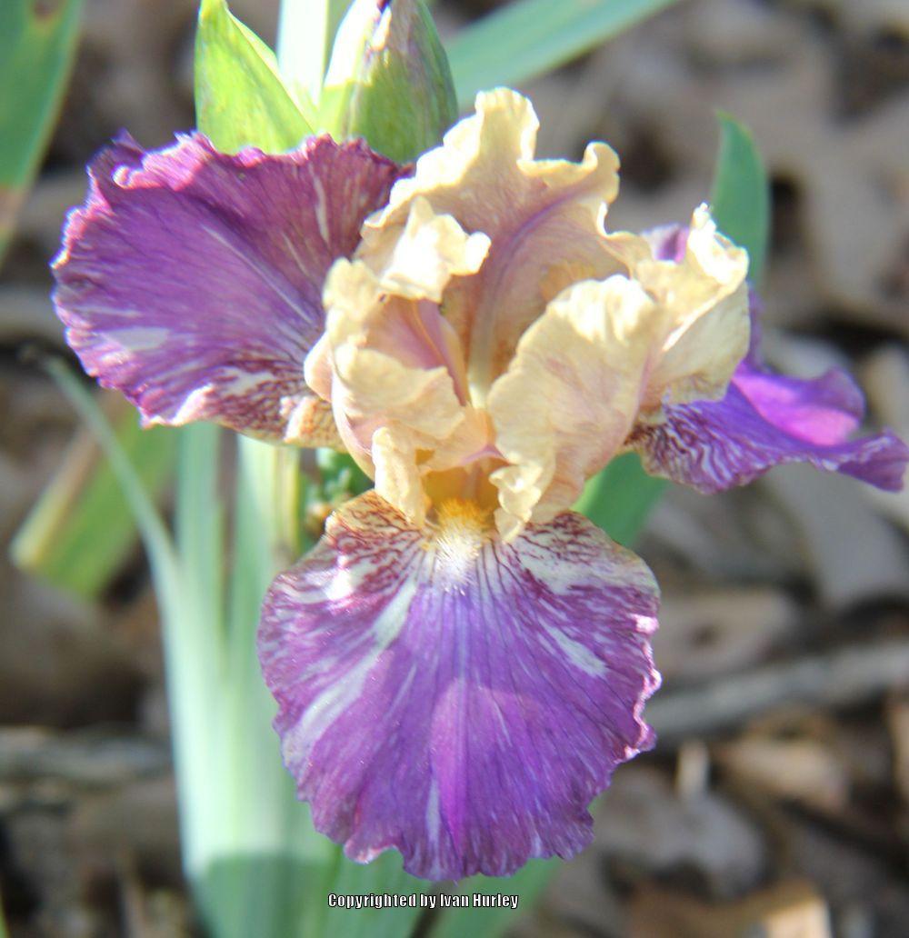 Photo of Intermediate Bearded Iris (Iris 'Doe Z Doe') uploaded by Ivan_N_Tx