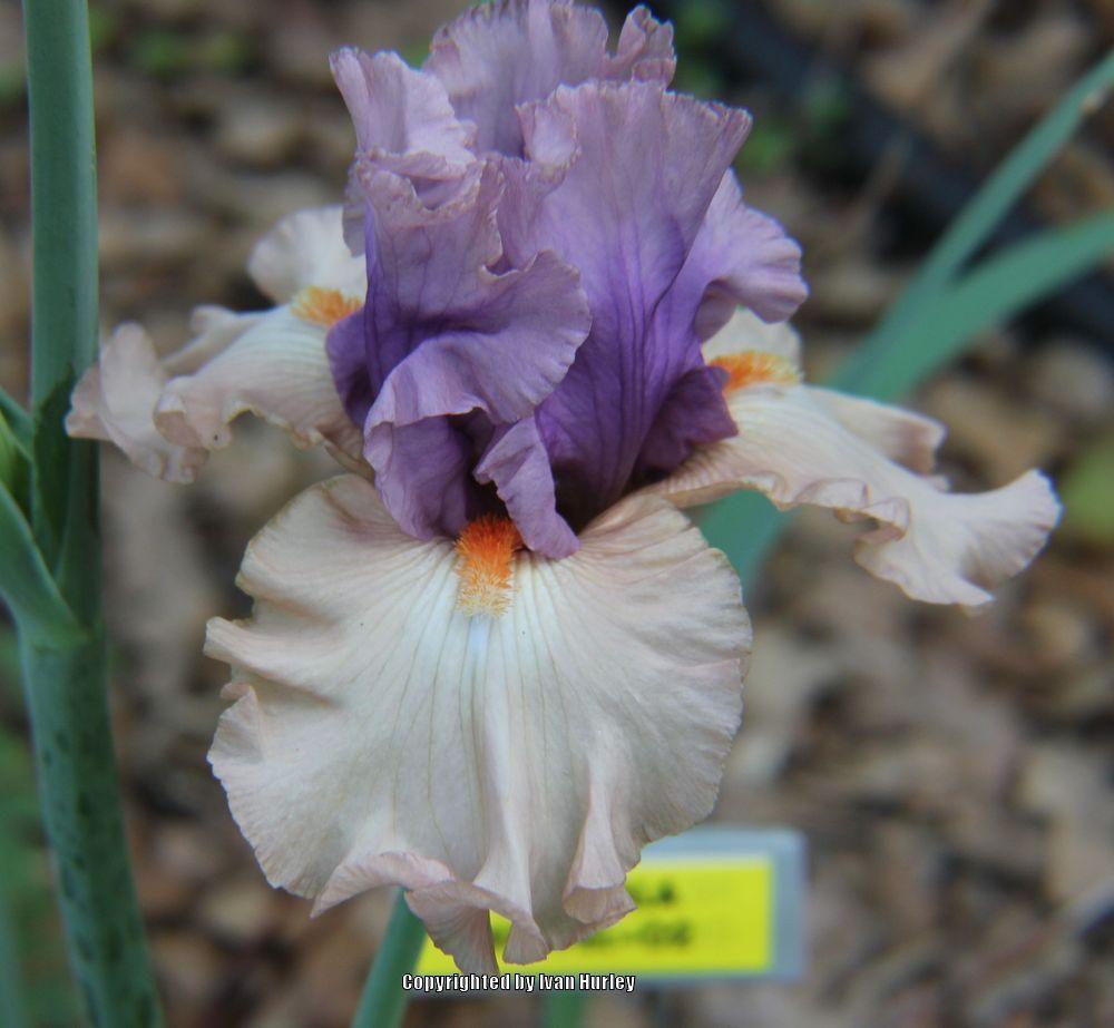 Photo of Tall Bearded Iris (Iris 'La Scala') uploaded by Ivan_N_Tx