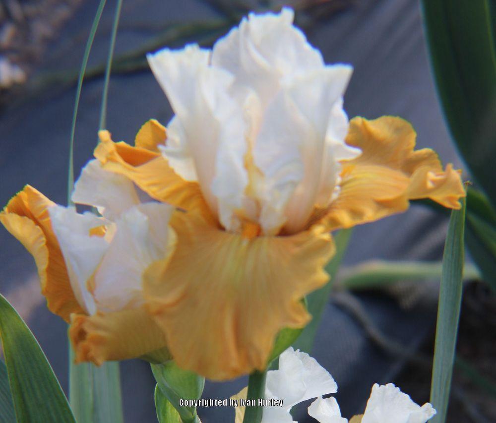 Photo of Tall Bearded Iris (Iris 'Pumpkin Cheesecake') uploaded by Ivan_N_Tx