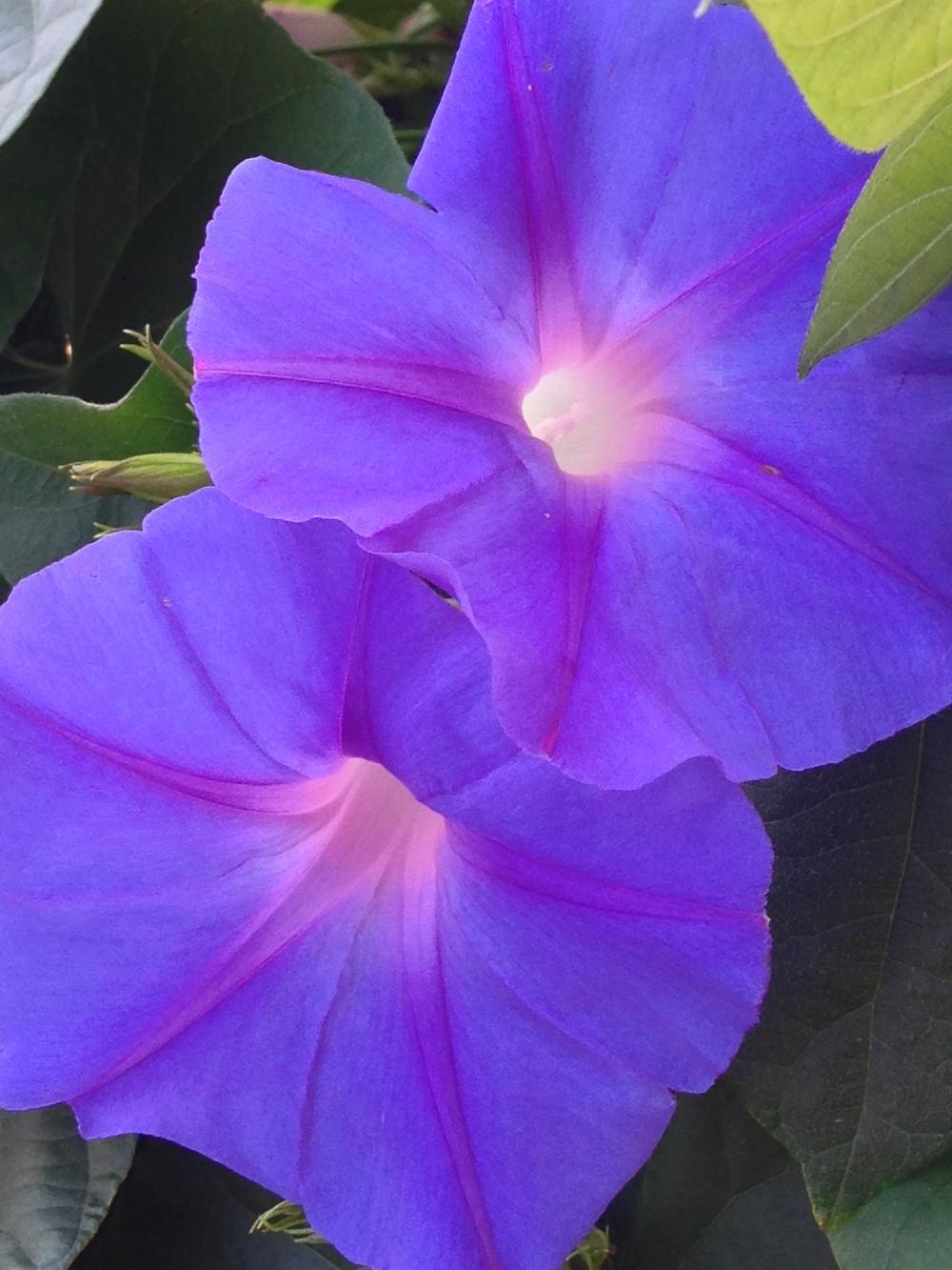 Photo of Morning Glories (Ipomoea) uploaded by KFredenburg
