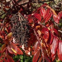 Location: Matthaei Botanical Gardens, Ann Arbor
Date: 2019-10-18
Seeds and leaves of shining or winged sumac, rhus copallina, in f