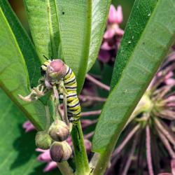 Location: Kensington Metro Park, Milford, Michigan
Date: 2013-07-06
Caterpillar of a monarch butterfly on common milkweed, its primar