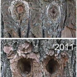 Location: Hidden Lake Gardens, Tipton, Michigan
Date: 2019-10-15
Time can heal.  Comparison of bird pecked holes in a sassafras tr