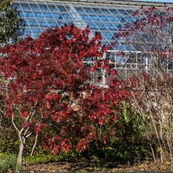 Location: Matthaei Botanical Gardens, Ann Arbor
Date: 2019-10-18
Mature Shining sumac, Rhus copallina, pruned to the form of a sma