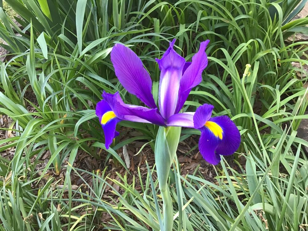 Photo of Dutch Iris (Iris x hollandica) uploaded by gardenfish