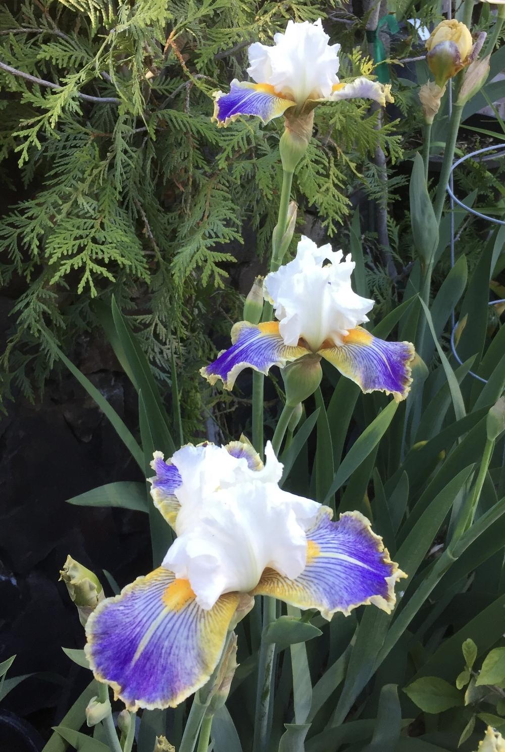 Photo of Tall Bearded Iris (Iris 'Wild Angel') uploaded by gnafziger